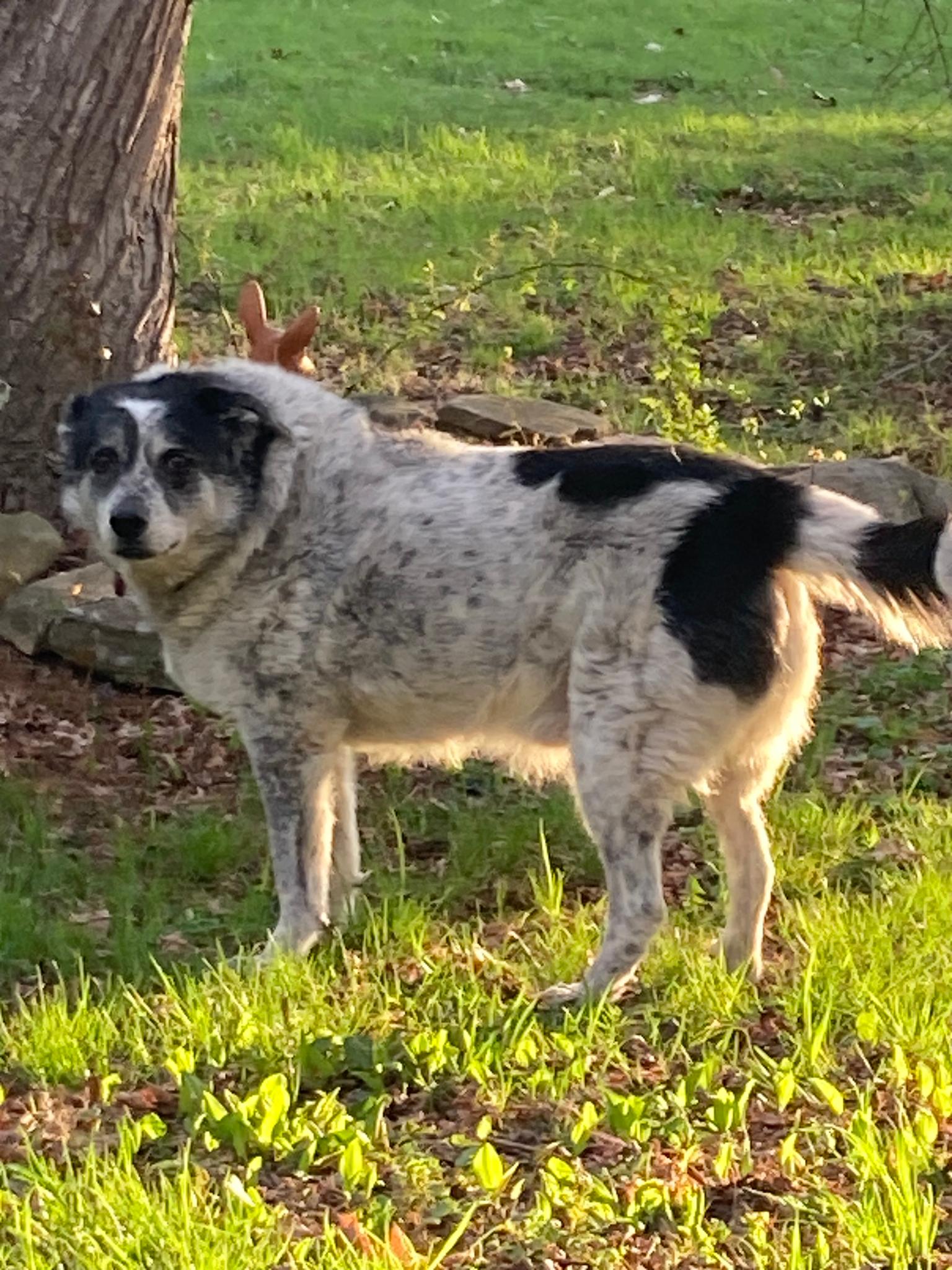 Enlarge Captain, a ADOPTABLE mixed breed in Hartford, CT image 1/5