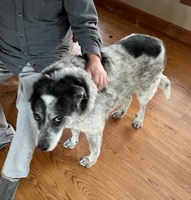 Enlarge Captain, a ADOPTABLE mixed breed in Hartford, CT image 2/5