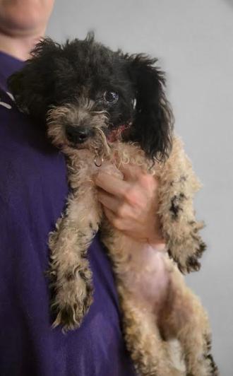 Enlarge Stella, a Adopted mixed breed in NYC, NY image 3/6