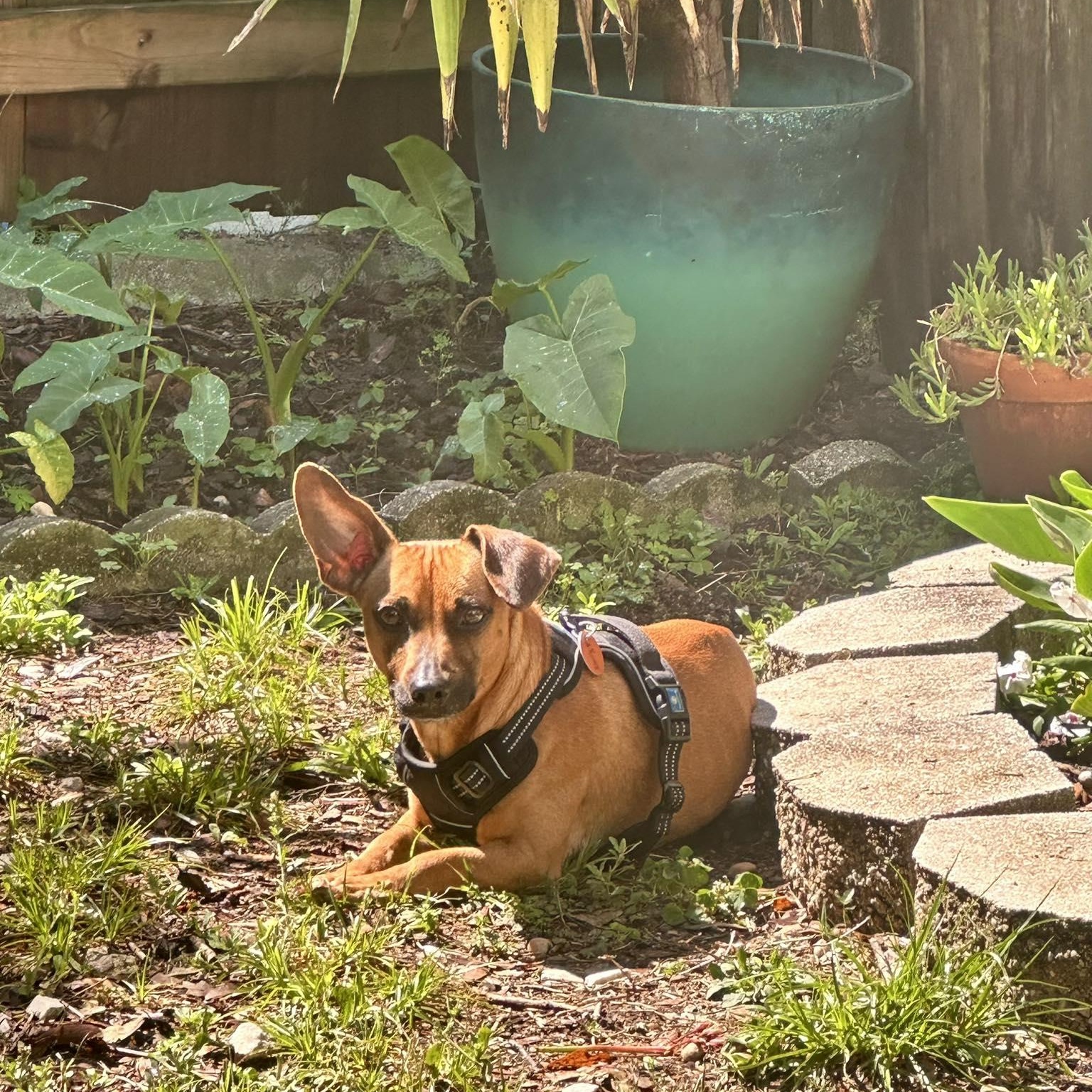 Ziggy, a ADOPTABLE mixed breed in Wando, SC image 2/2