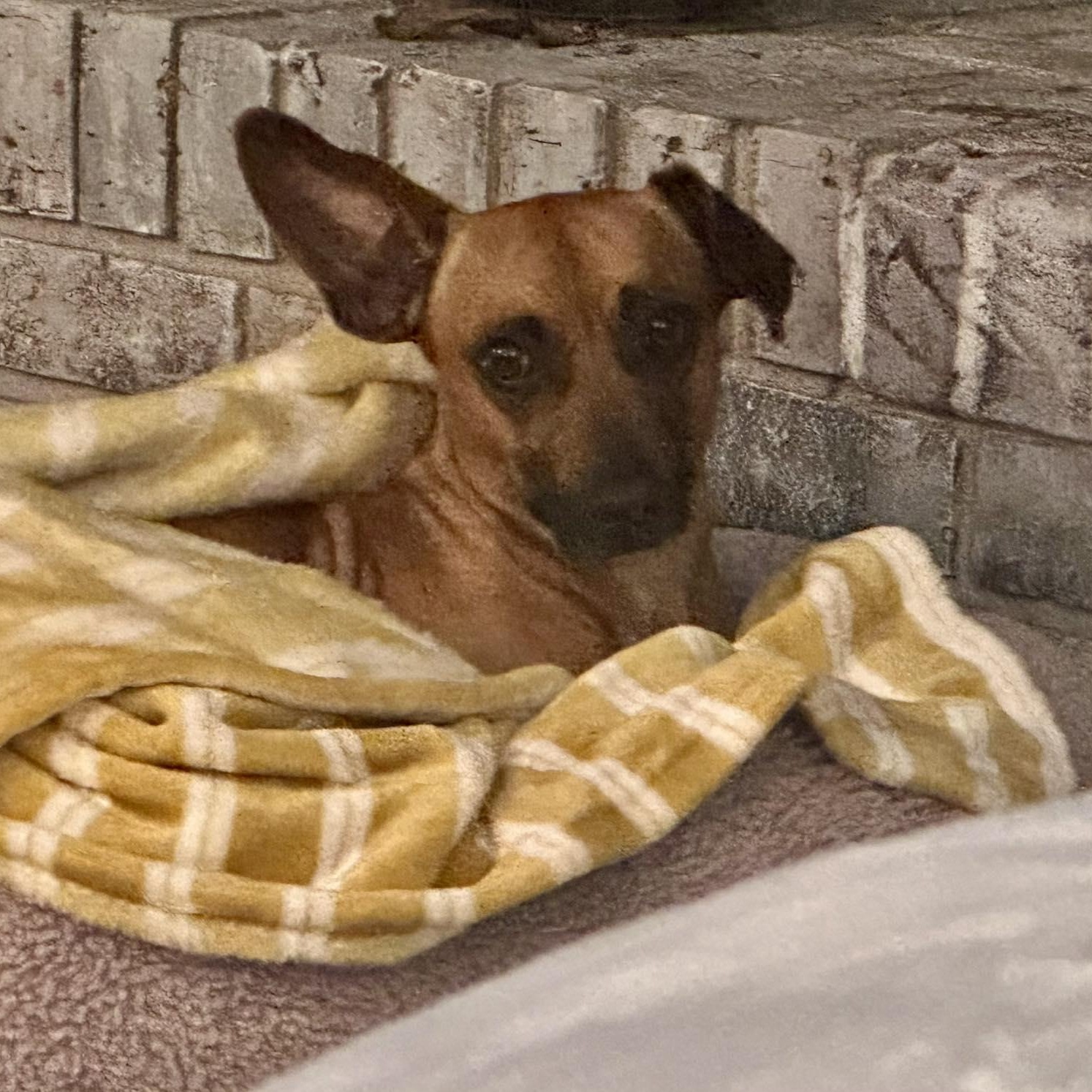 Ziggy, ADOPTABLE, Young Male Terrier.