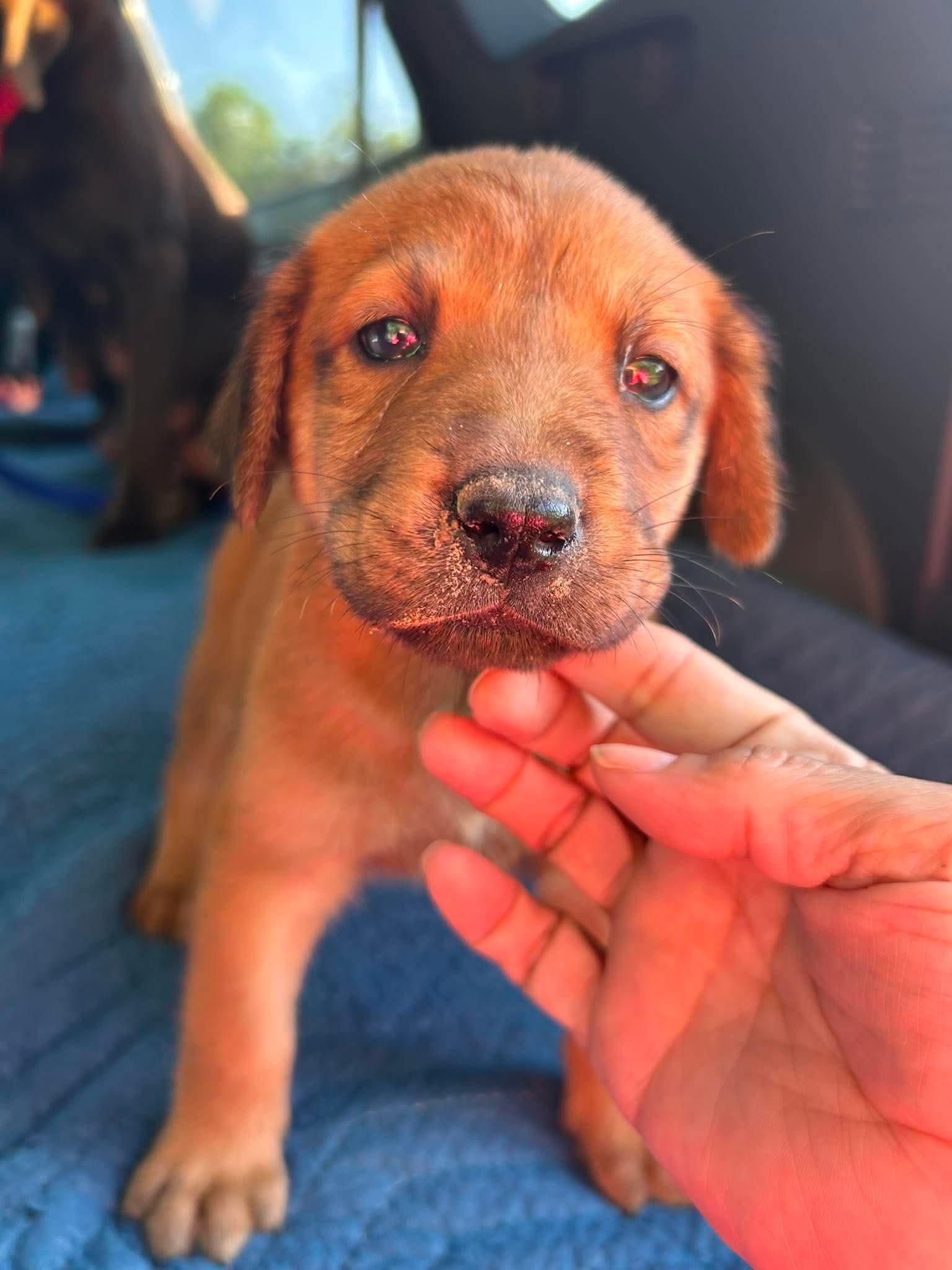 Sierra Valley, Adoptable, Puppy Female Labrador Retriever.