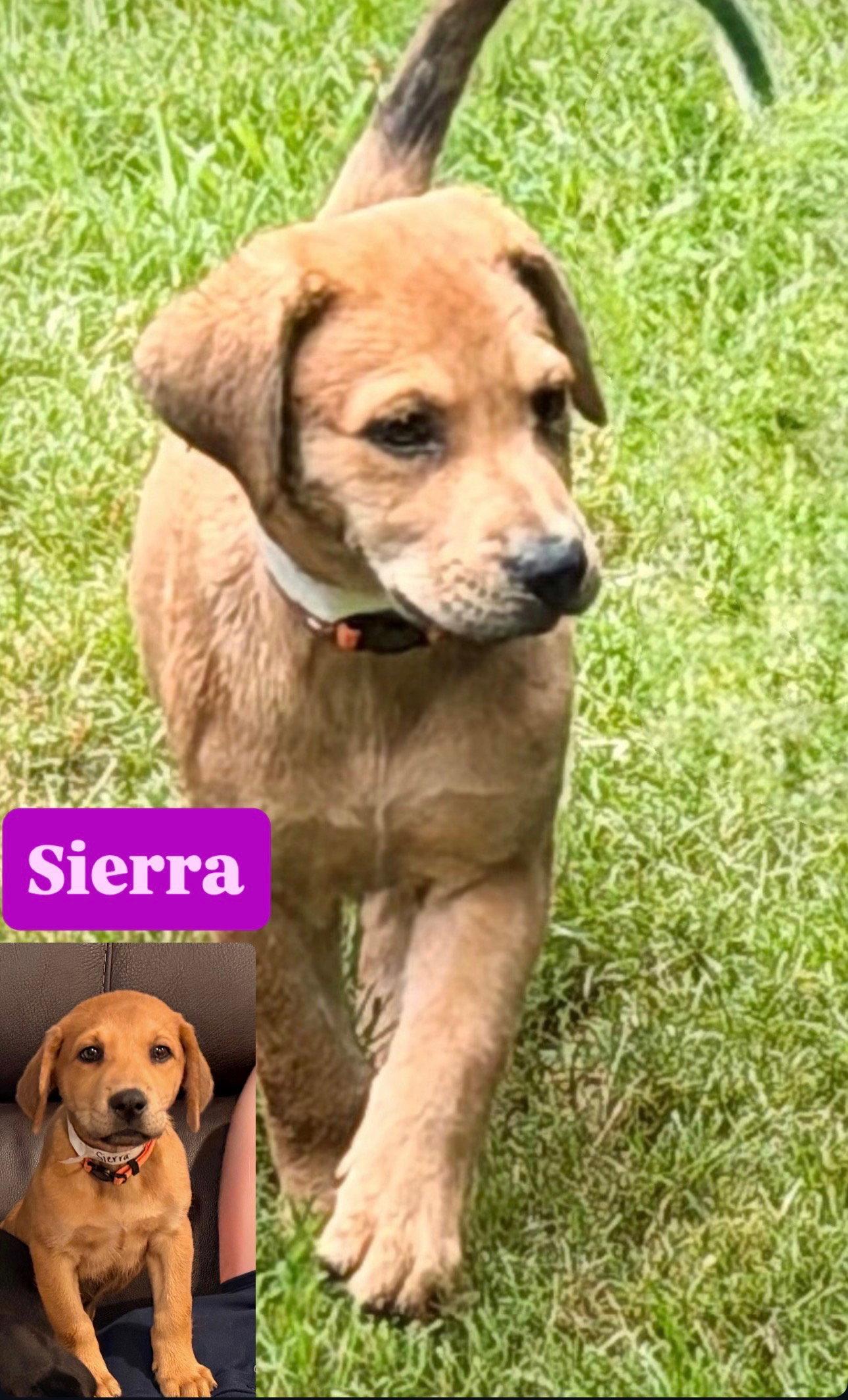 Enlarge Sierra Valley, a Adoptable Labrador Retriever in Fort Worth, TX image 2/3