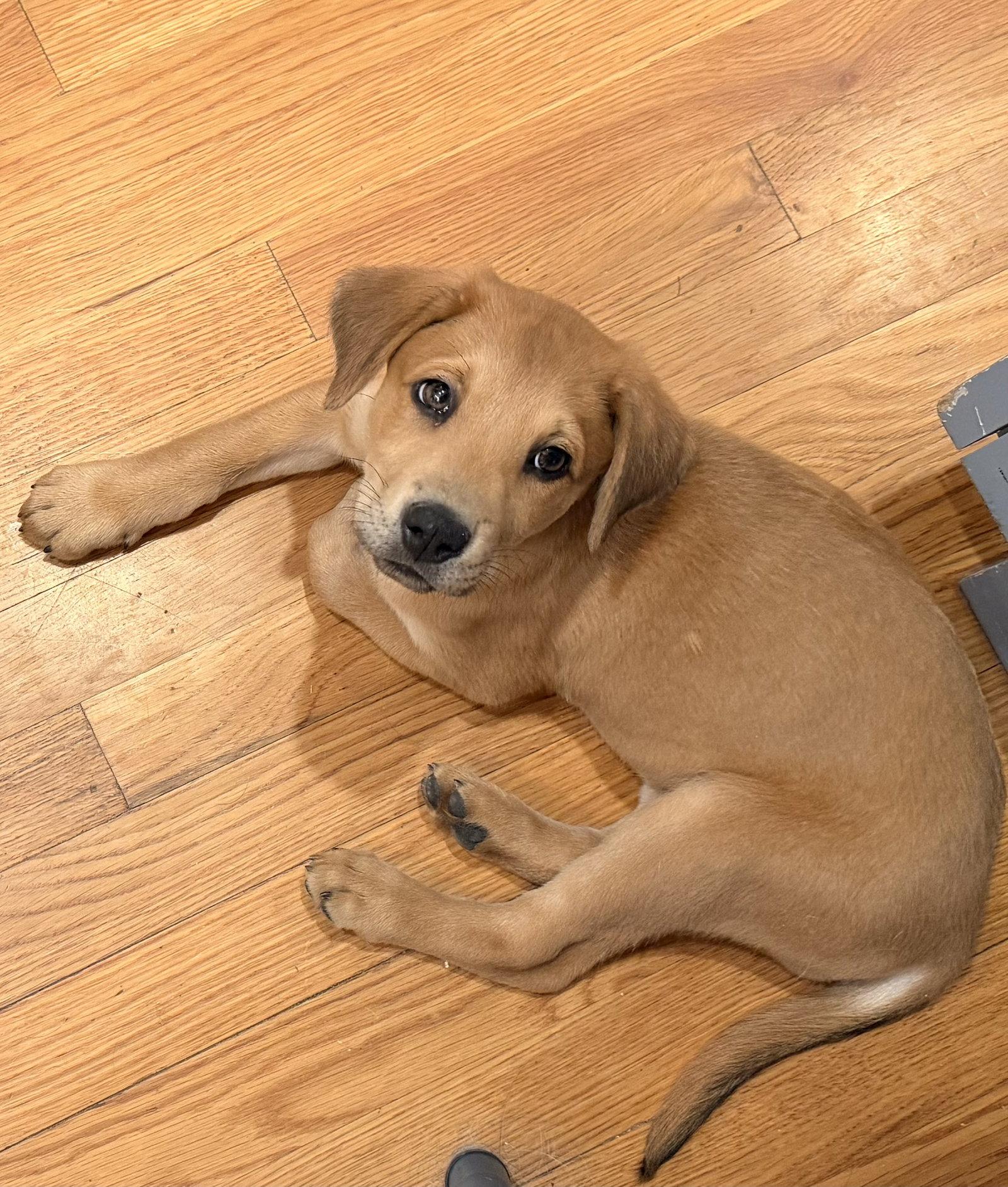 Enlarge Sierra Valley, a Adoptable Labrador Retriever in Fort Worth, TX image 3/3