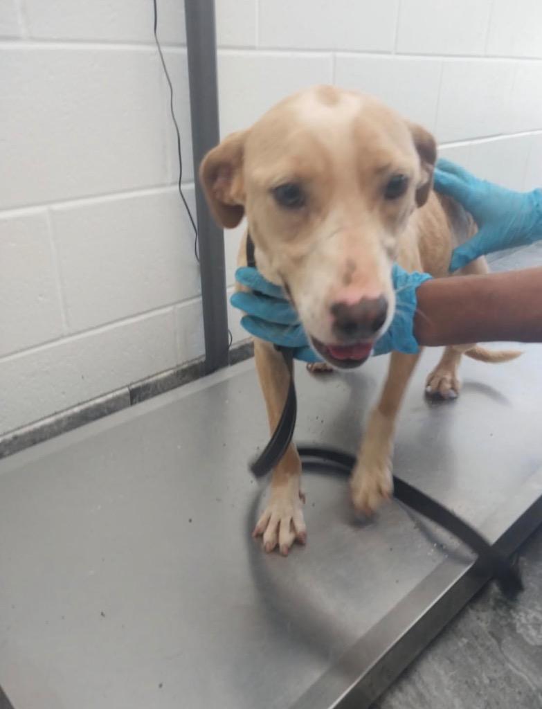 Enlarge Sakura, a Adoptable mixed breed in Oxford, NC image 1/1