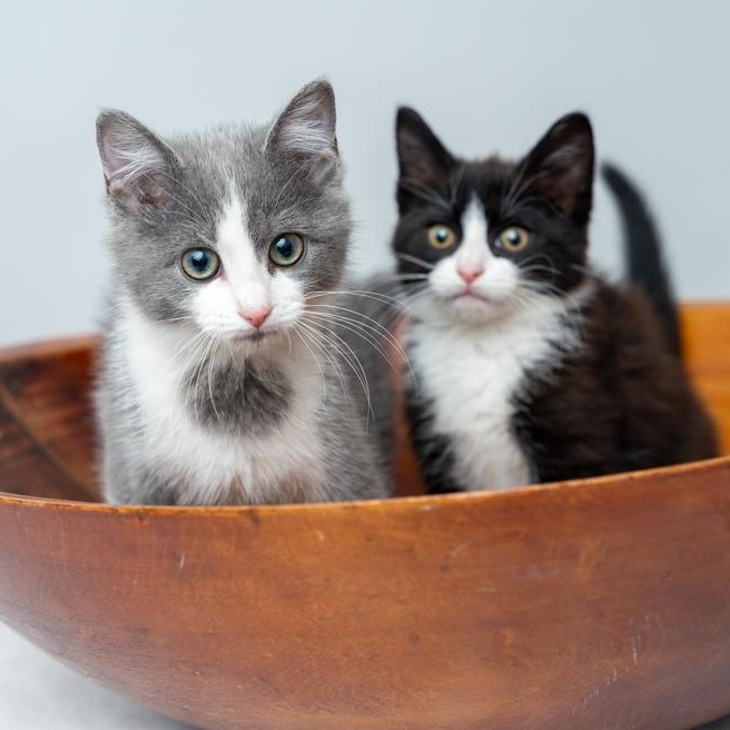 Penny and Grace, ADOPTABLE, Kitten Female Domestic Medium Hair.