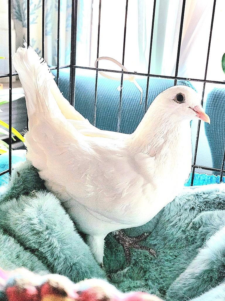 Elio, Adoptable, Young Male Pigeon.