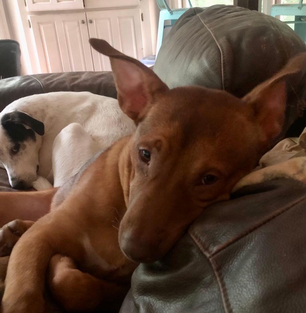 Jim, Adoptable, Young Male Mixed Breed.