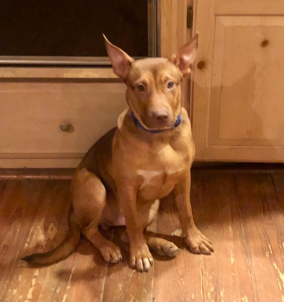 Jim, a Adoptable mixed breed in Hillsborough, NJ image 2/3