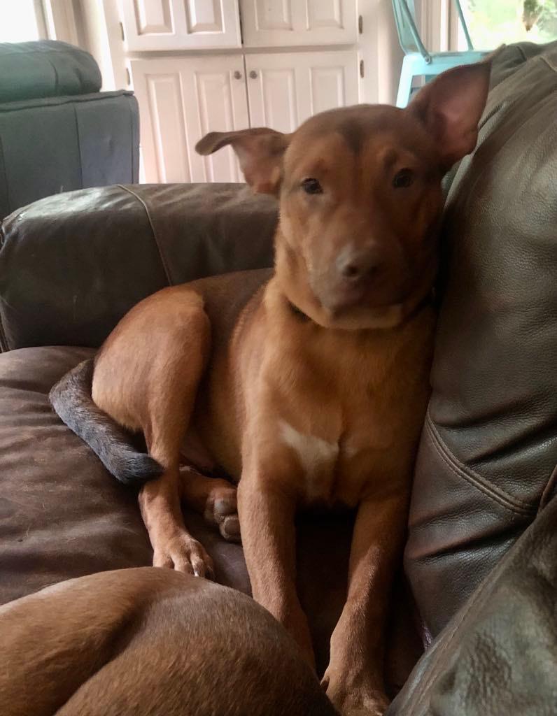 Jim, a Adoptable mixed breed in Hillsborough, NJ image 3/3