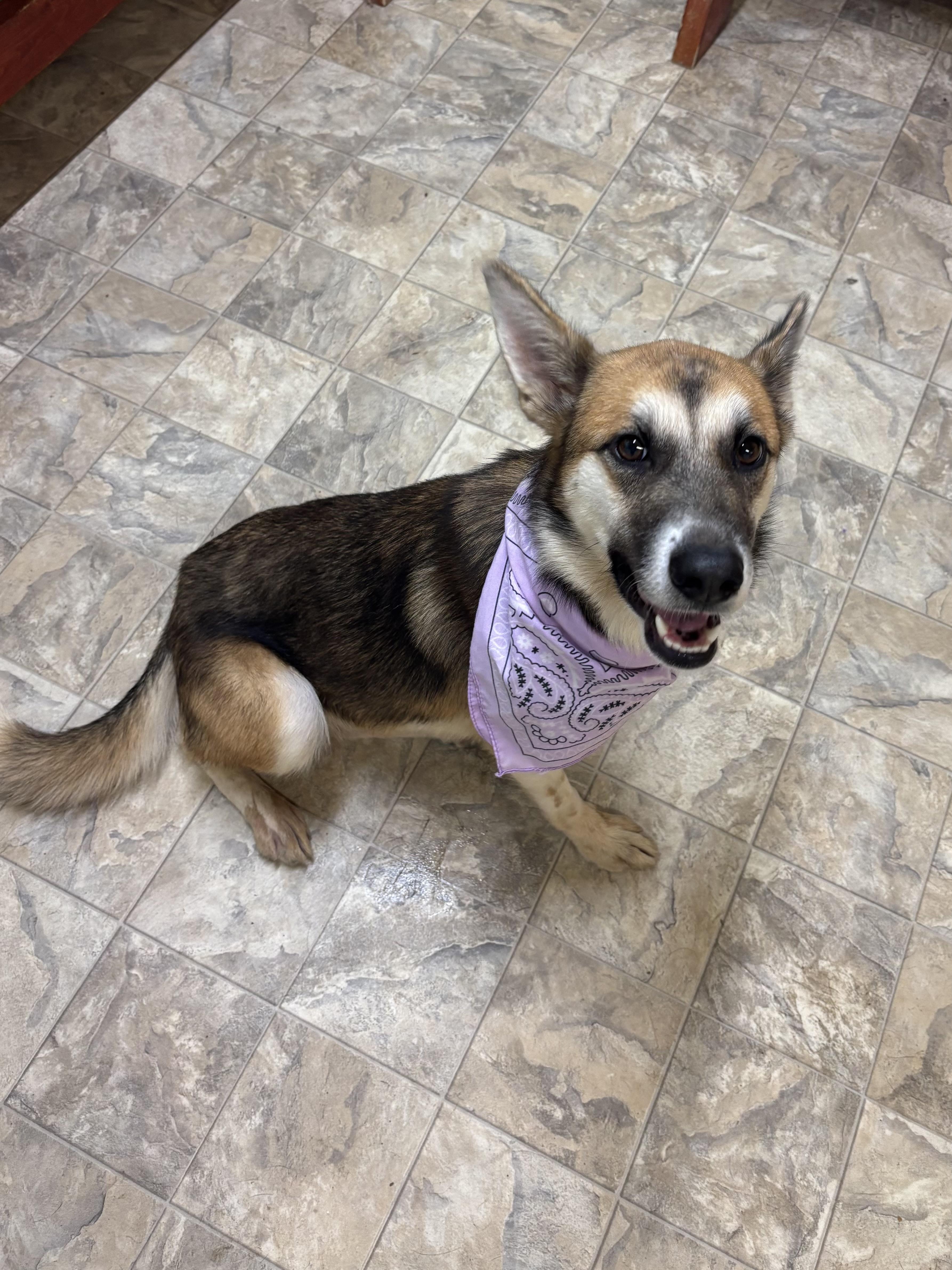 Foxy, Adoptable, Adult Female Shepherd.