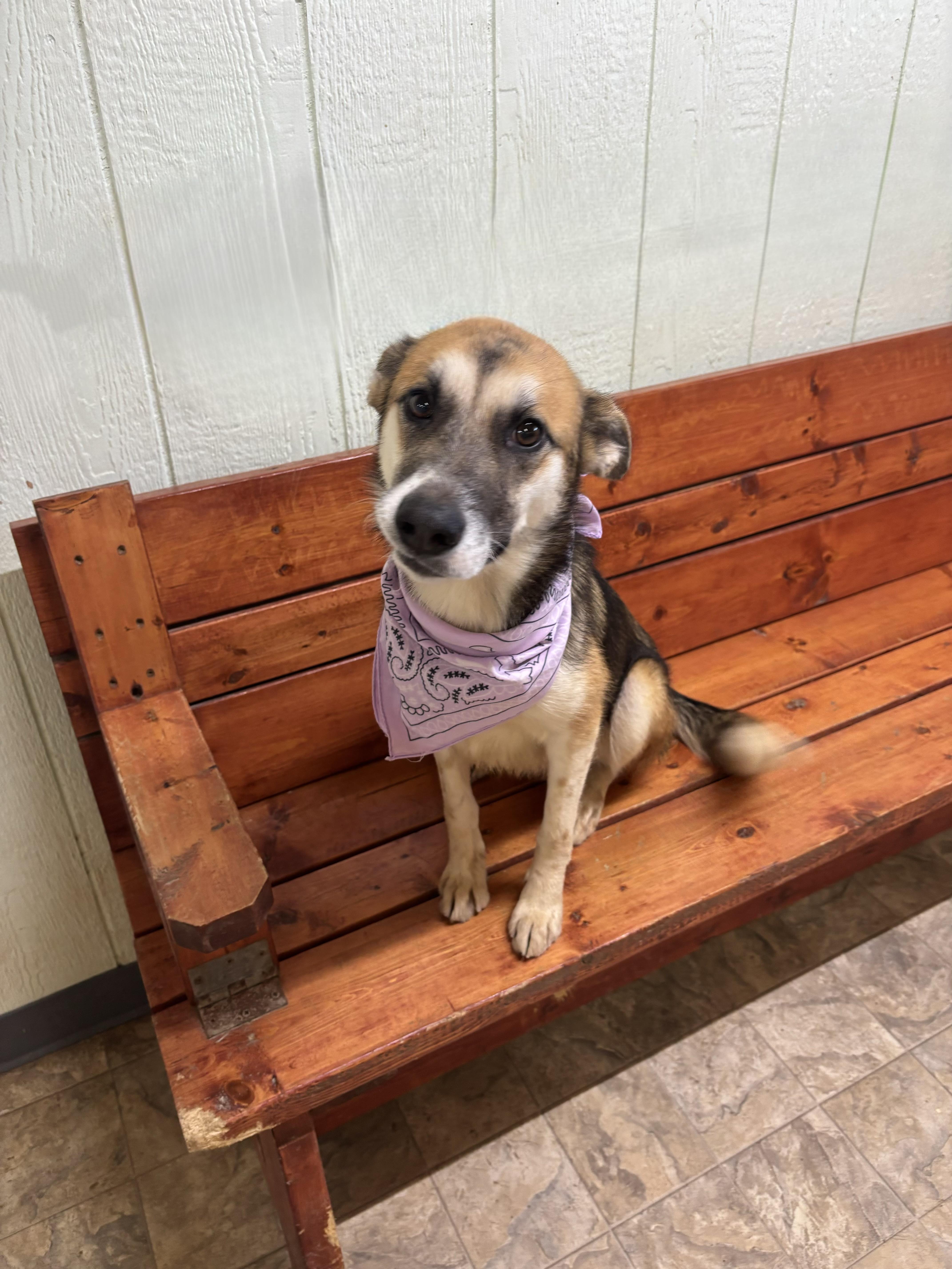 Foxy, Adoptable, Adult Female Shepherd.