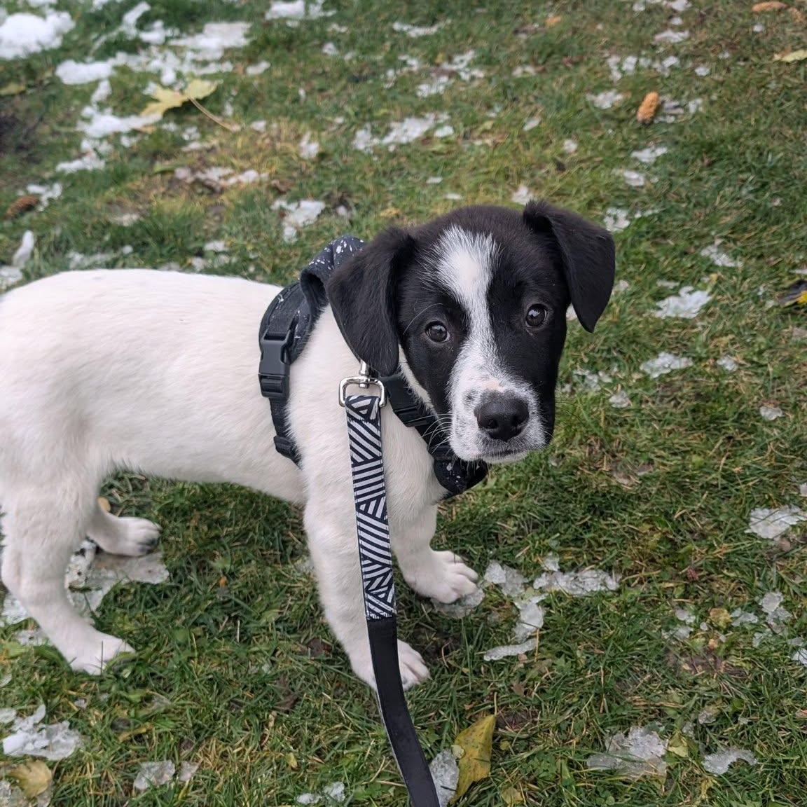 Alvin, a Adoptable mixed breed in Woodstock, ON image 1/4