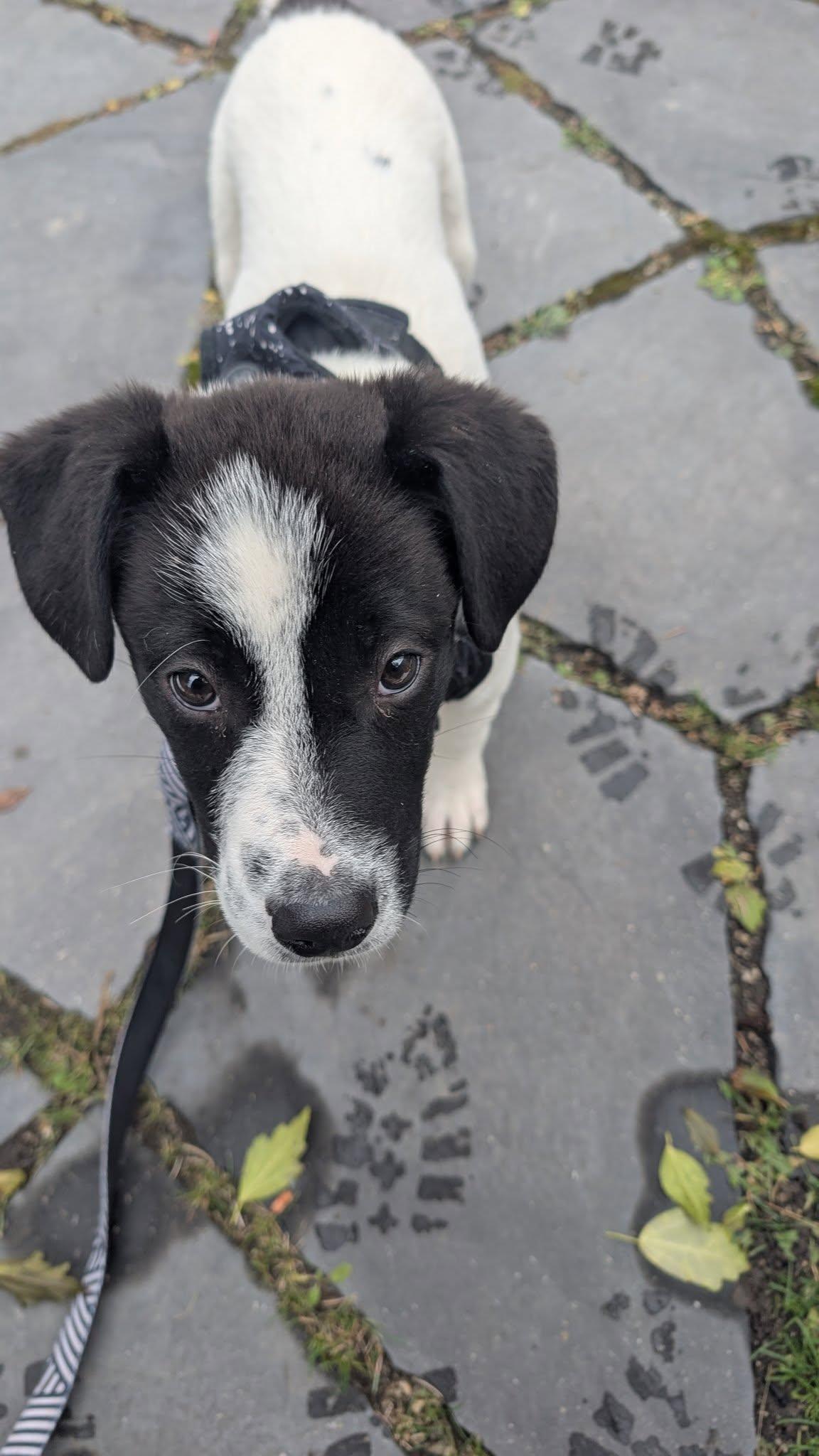 Alvin, a Adoptable mixed breed in Woodstock, ON image 2/4
