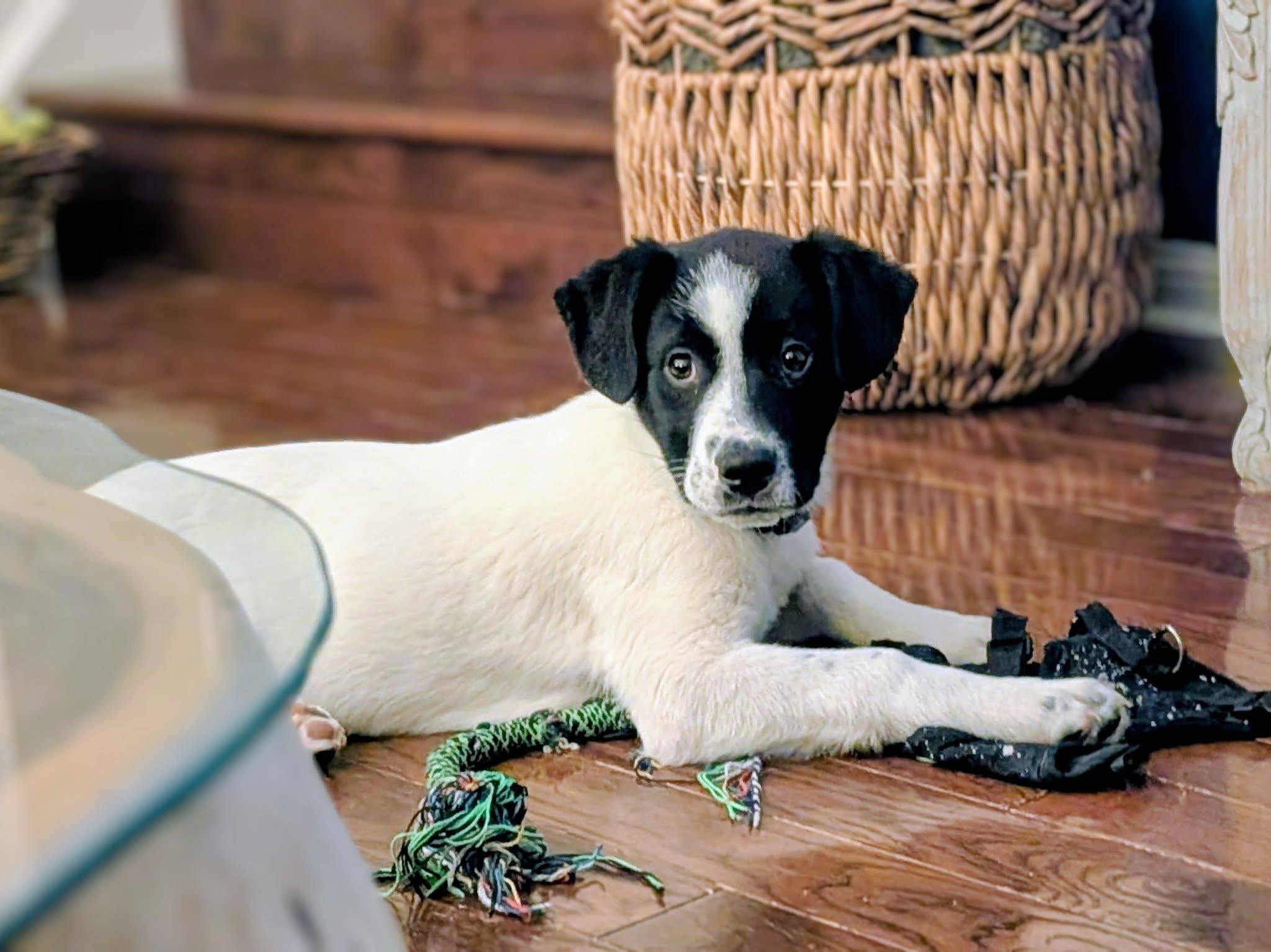 Alvin, a Adoptable mixed breed in Woodstock, ON image 3/4