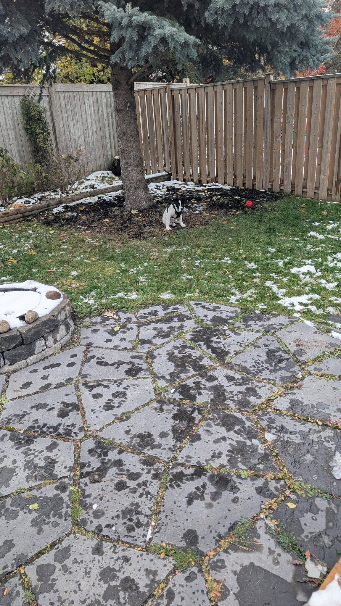 Alvin, a Adoptable mixed breed in Woodstock, ON image 4/4