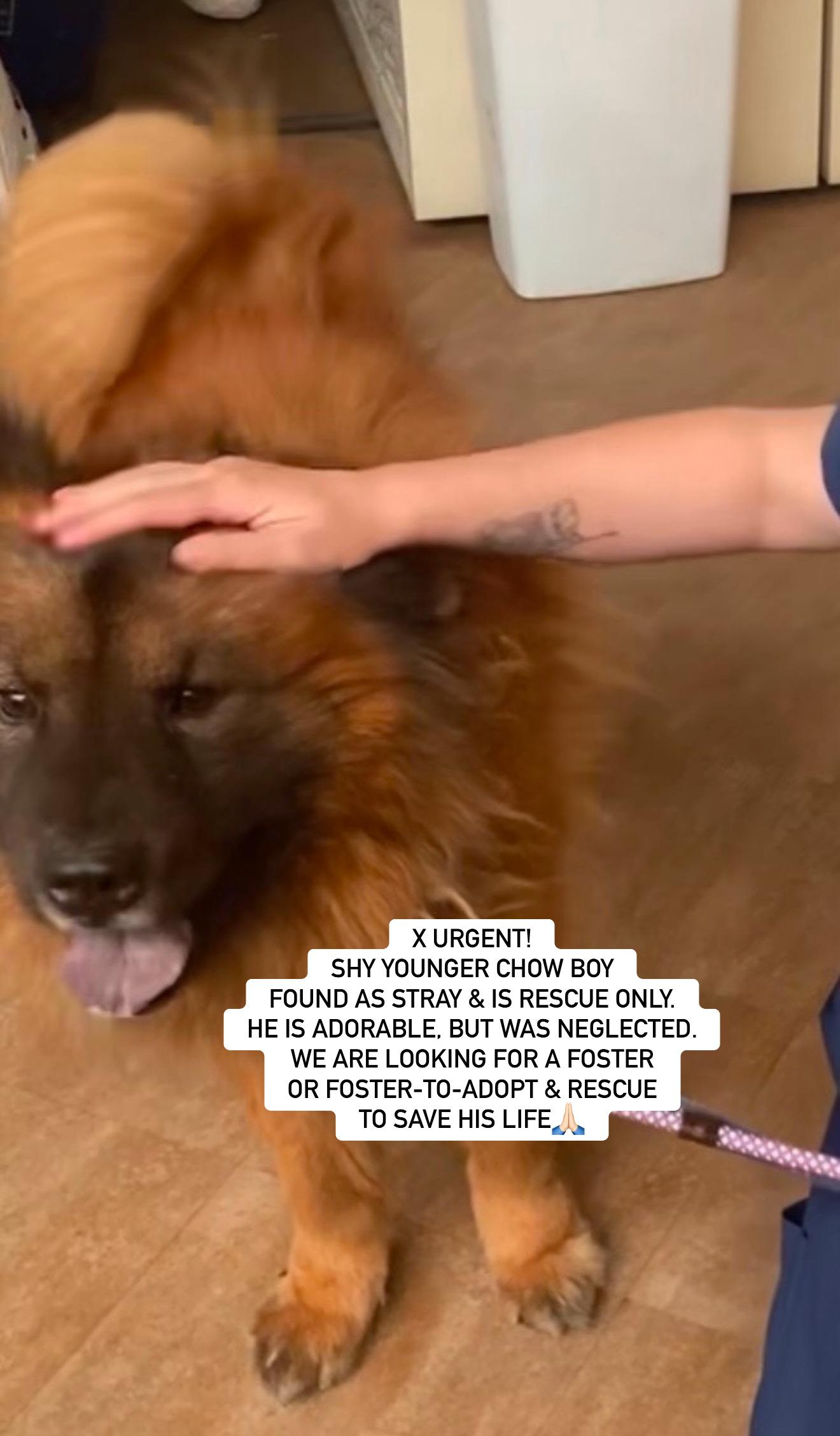 FREDERICK (FNA MR CHOW), Young Male Chow Chow