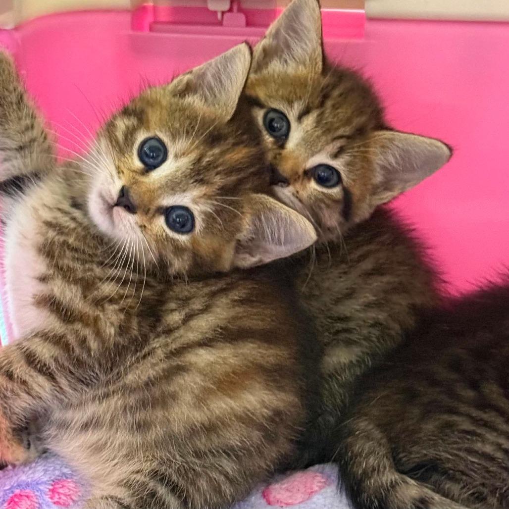 Singer Siblings: Ariana, Adoptable, Kitten Female Domestic Short Hair.