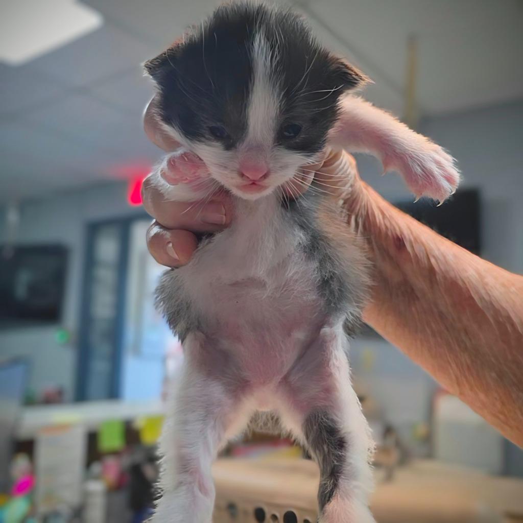 Alexander, Adopted, Kitten Male Domestic Short Hair.