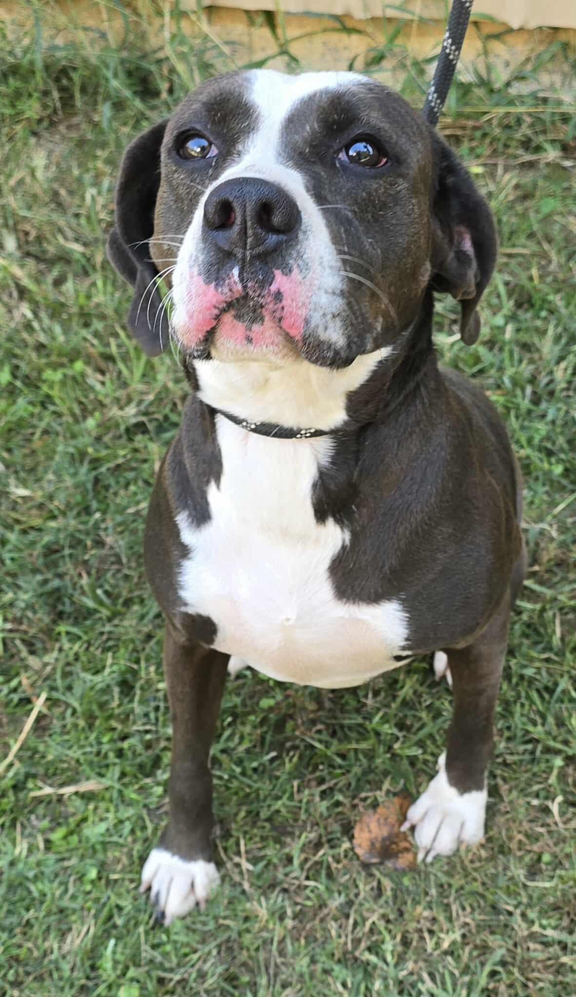 Penny *foster needed*