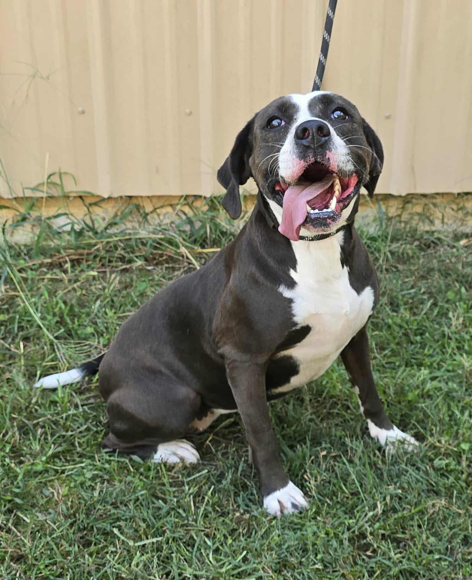 Penny *foster needed*