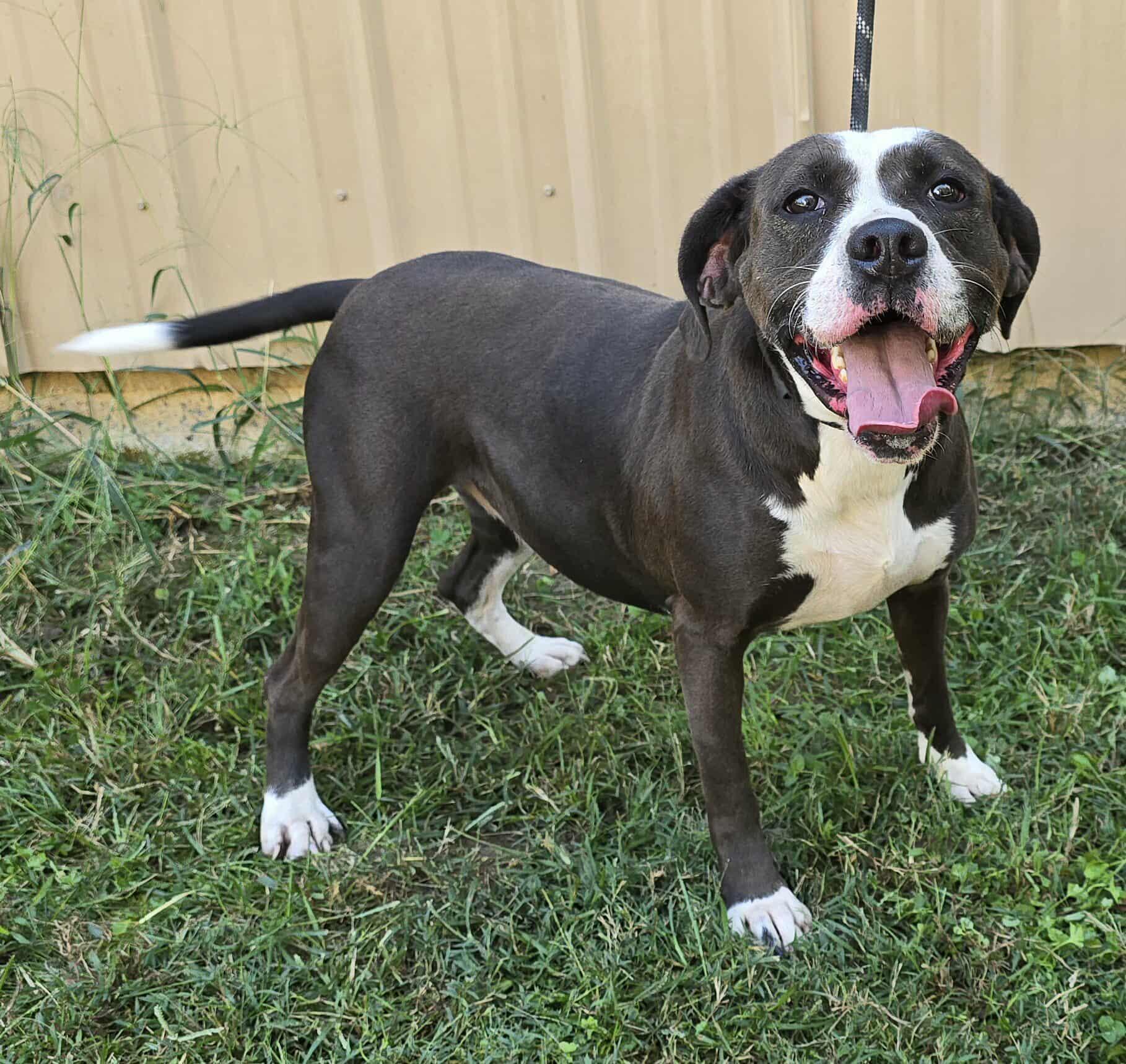 Penny *foster needed*