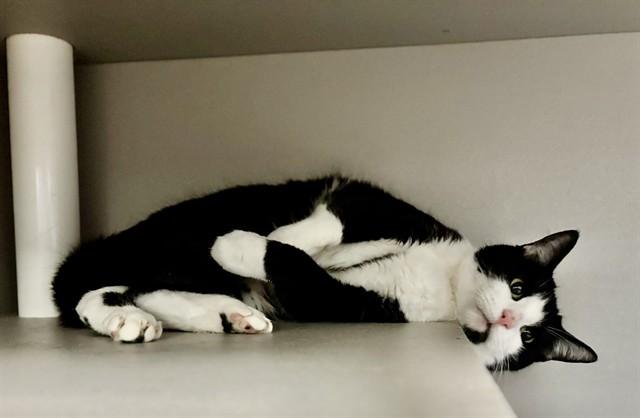 PATCHES, Adoptable, Adult Female Domestic Short Hair.