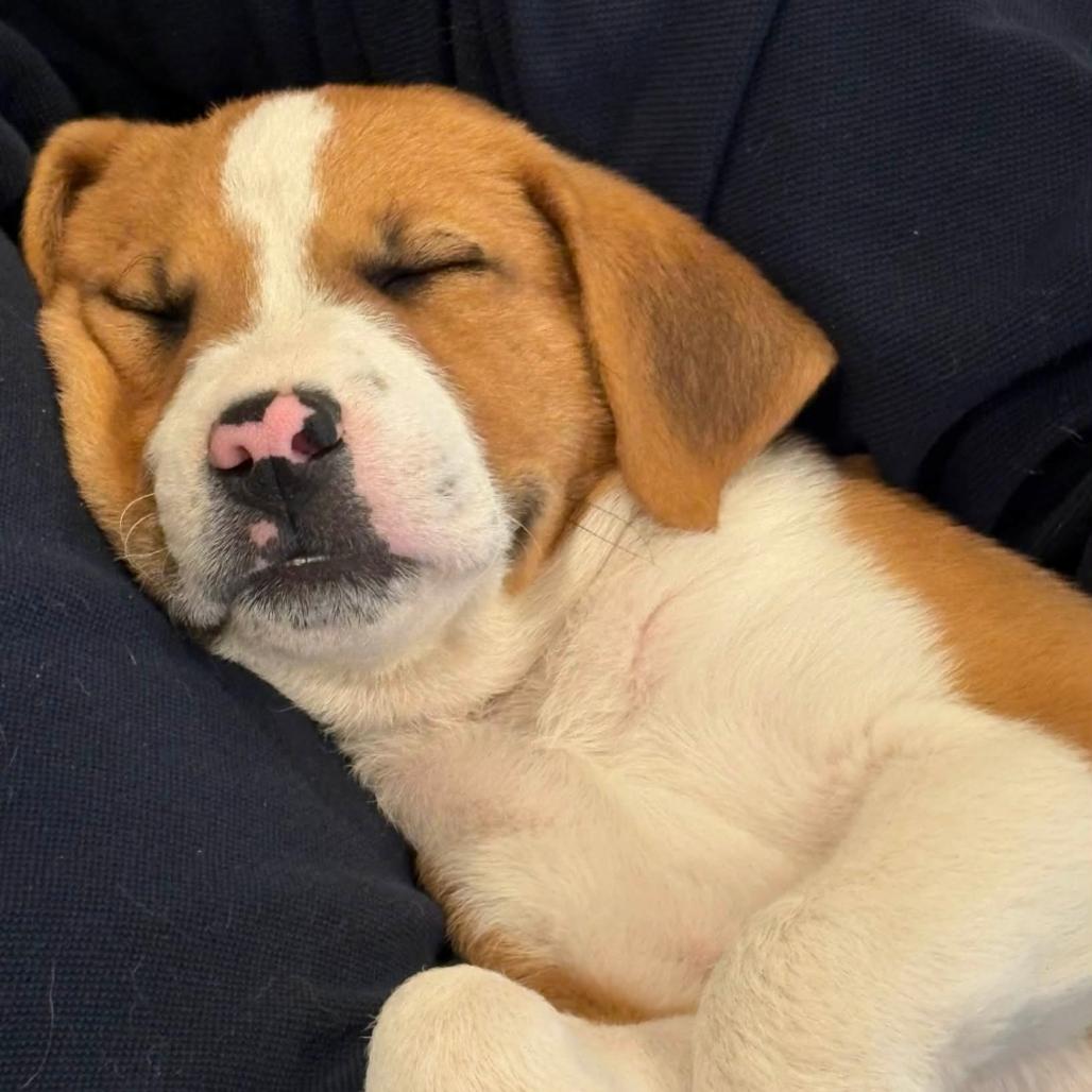 Rogelio, Adoptable, Puppy Male Great Pyrenees & Labrador Retriever.
