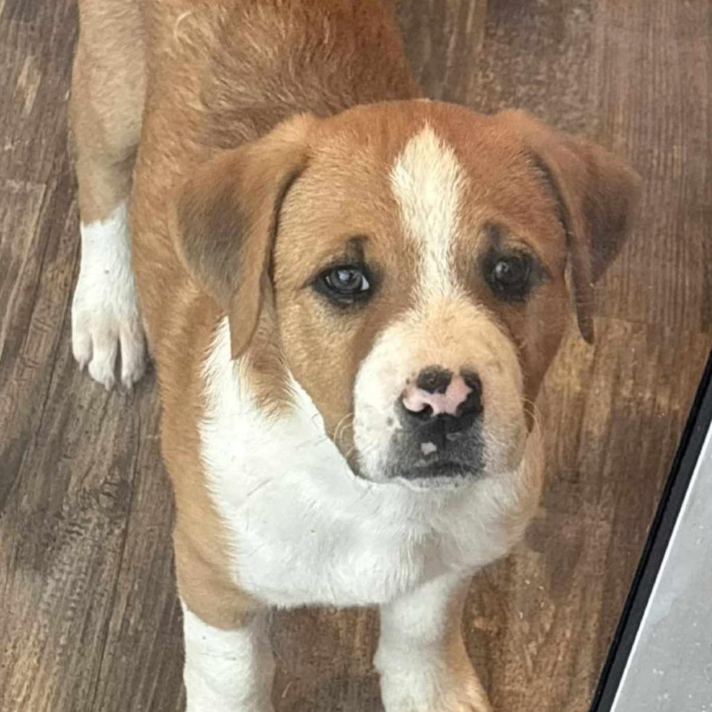 Enlarge Rogelio, a Adoptable mixed breed in Joliet, IL image 2/4