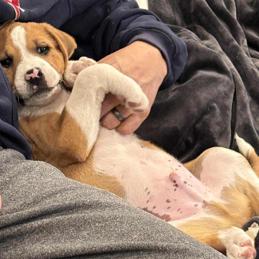 Enlarge Rogelio, a Adoptable mixed breed in Joliet, IL image 3/4