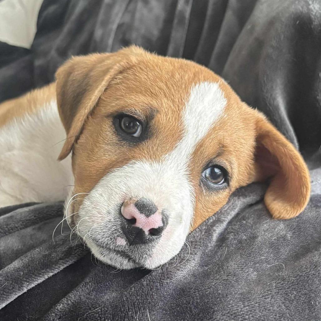 Enlarge Rogelio, a Adoptable mixed breed in Joliet, IL image 4/4