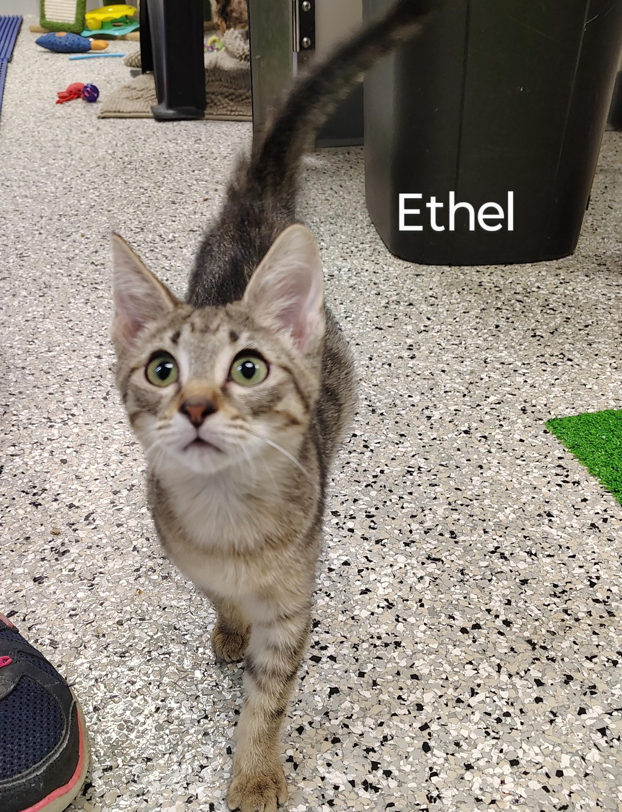 Ethel, Adoptable, Young Female Domestic Short Hair.