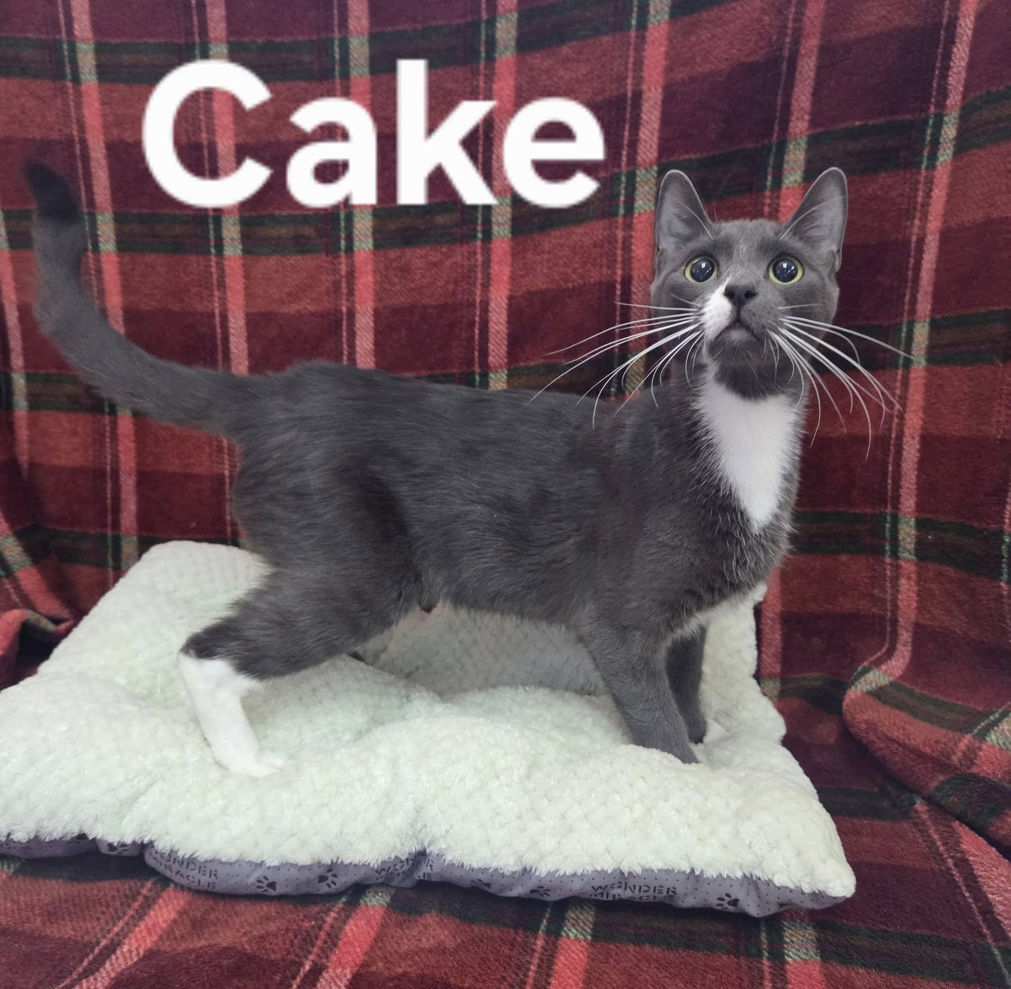 Cake photo 2