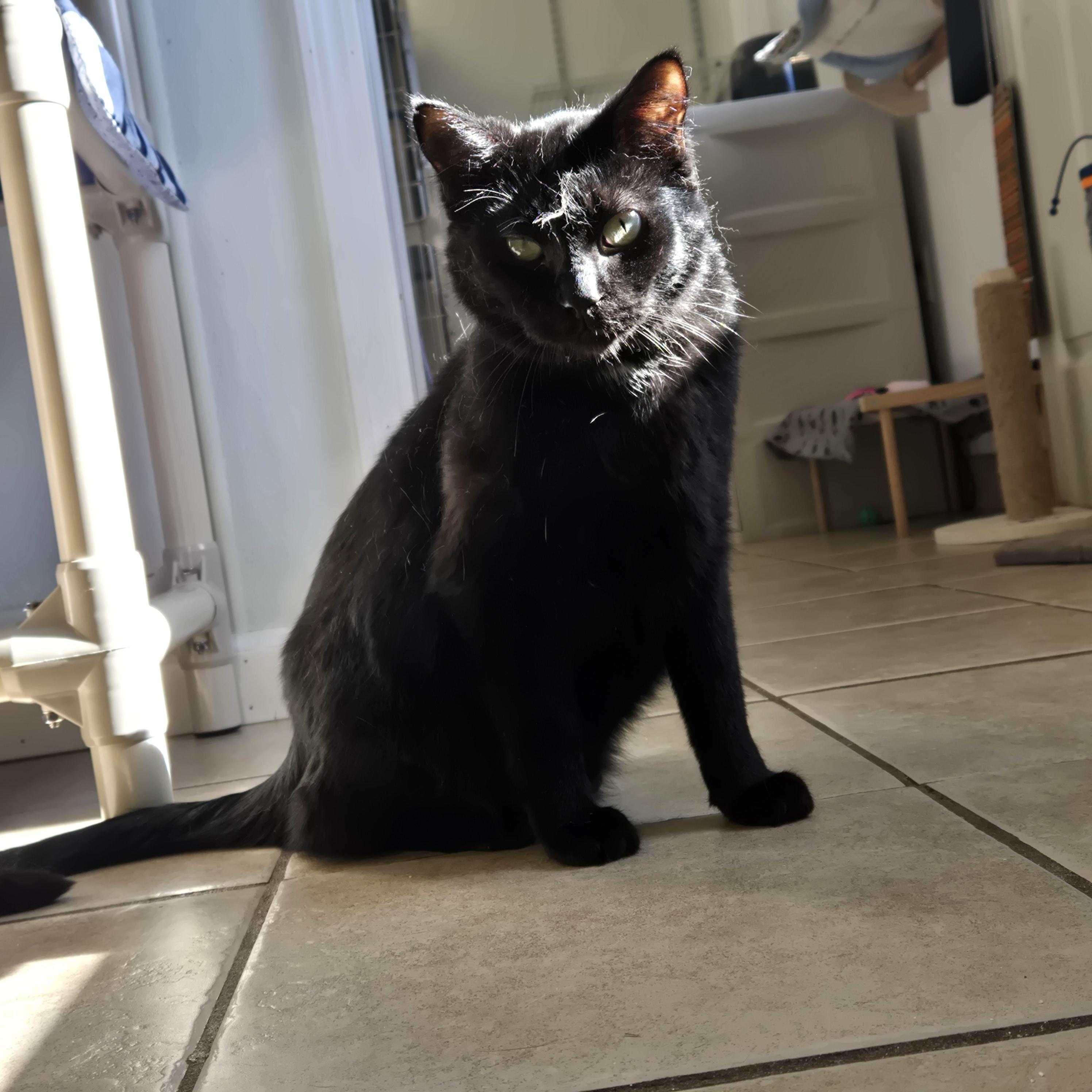 Baxter, Adoptable, Young Male Domestic Short Hair.