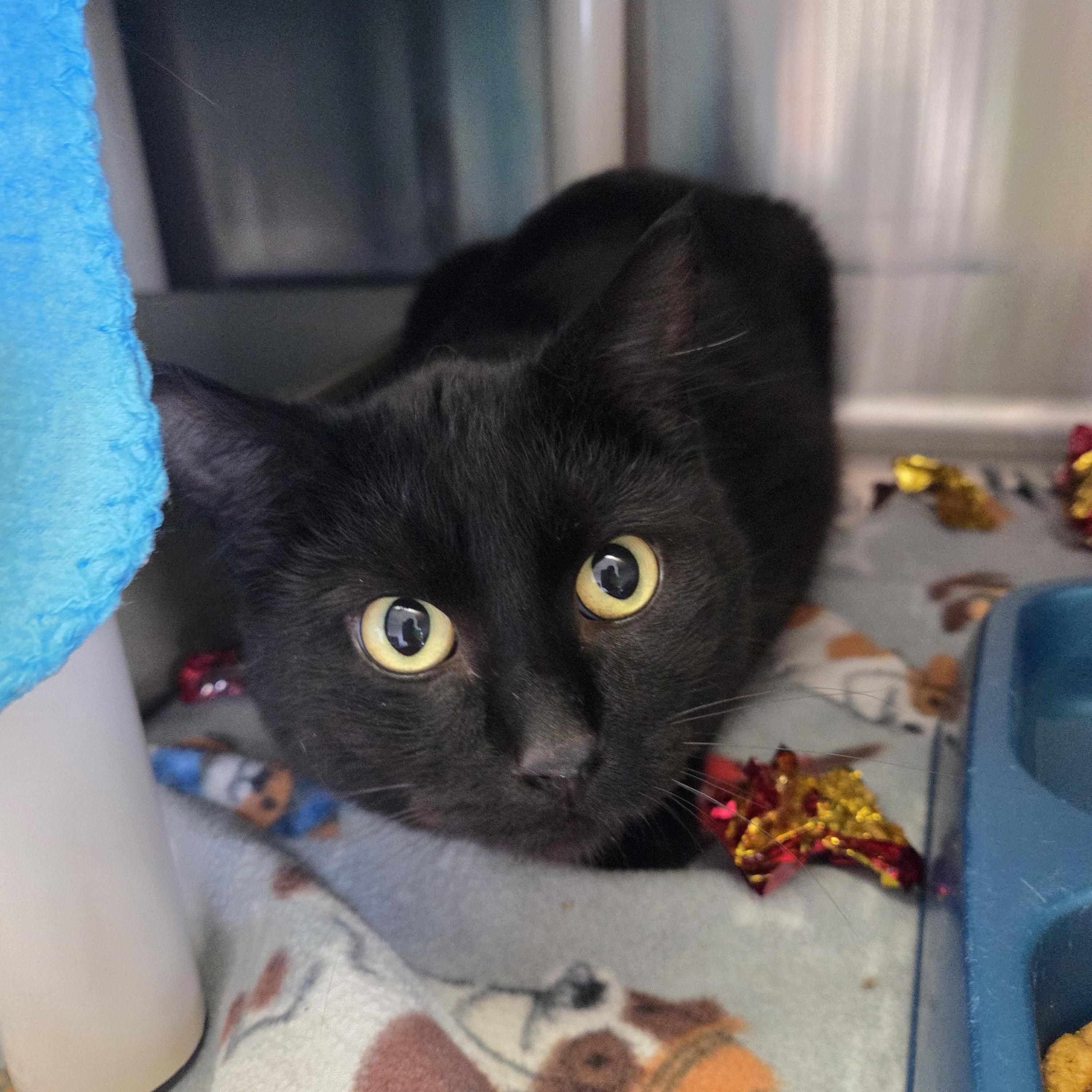 Baxter, Adoptable, Young Male Domestic Short Hair.