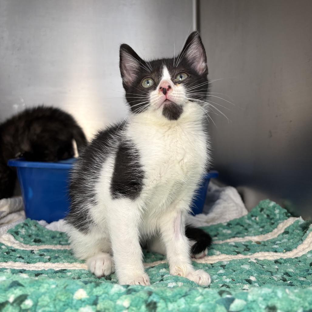 Shaggy, Adoptable, Kitten Male American Shorthair.