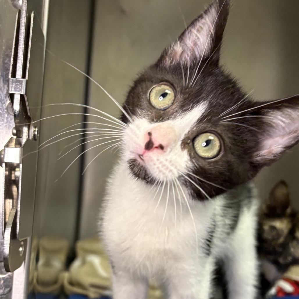 Enlarge Shaggy, a Adoptable American Shorthair in Arden, NC image 2/4