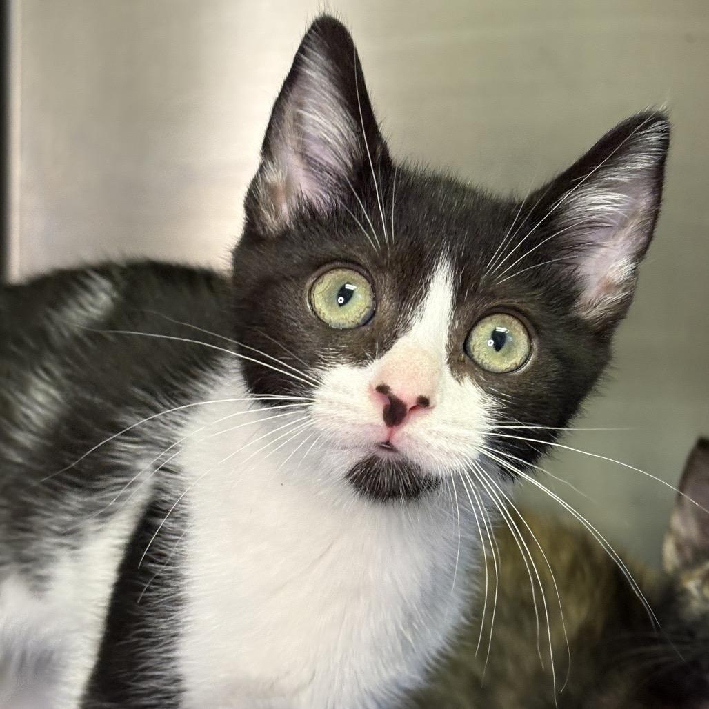 Enlarge Shaggy, a Adoptable American Shorthair in Arden, NC image 3/4