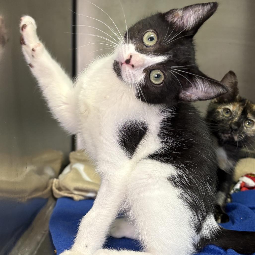 Enlarge Shaggy, a Adoptable American Shorthair in Arden, NC image 4/4
