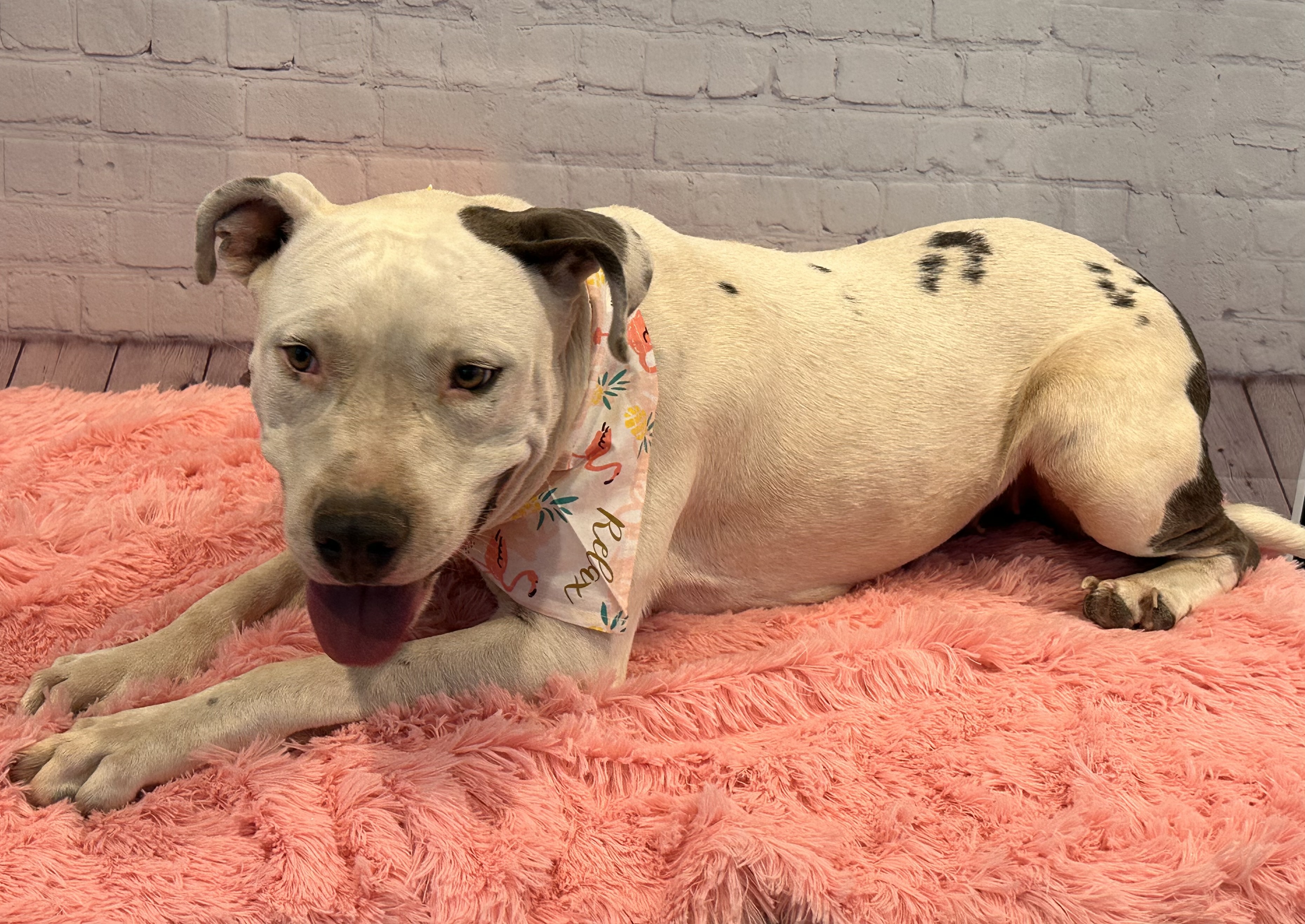 Enlarge Freyja, a Adoptable Pit Bull Terrier in Boise, ID image 6/6