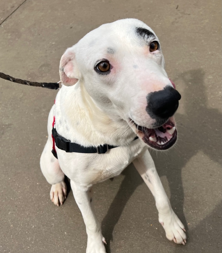 Eugene, a Adoptable mixed breed in Yellville, AR image 1/2
