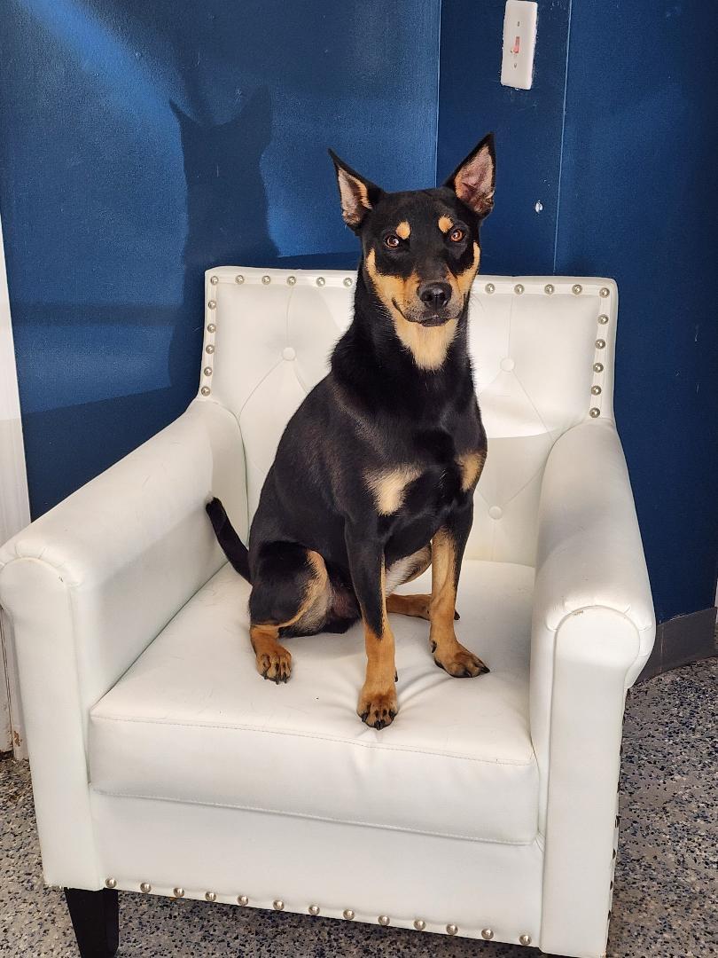 Milo, ADOPTABLE, Young Male German Shepherd Dog.