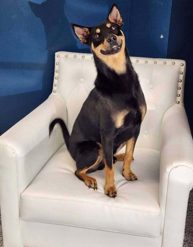 Enlarge Milo, a ADOPTABLE mixed breed in Washingtonville, NY image 2/2