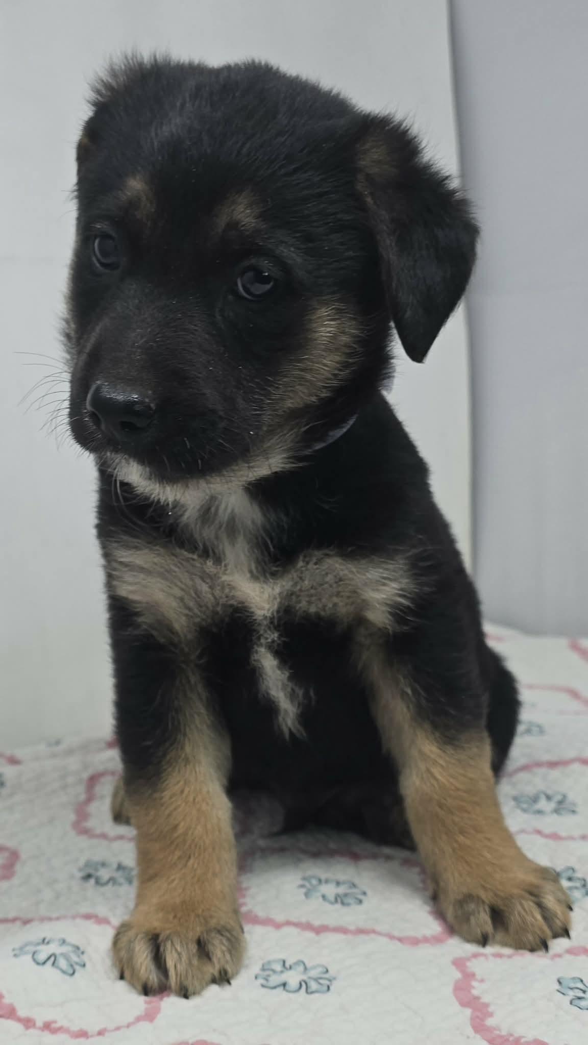 Enlarge Badge of Honor, an adopted mixed breed in Newport, TN image 3/4