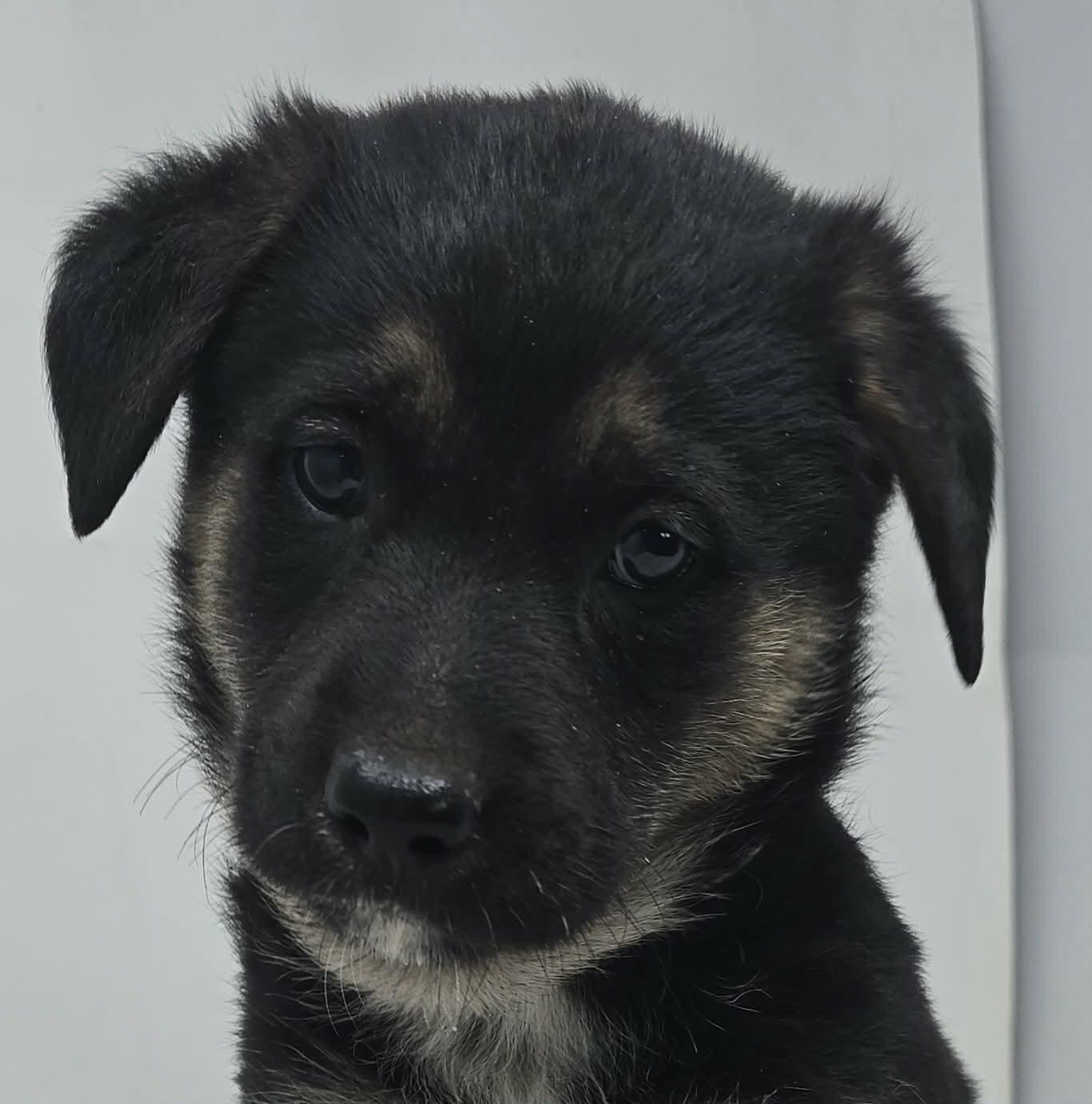 Enlarge Badge of Honor, an adopted mixed breed in Newport, TN image 1/4