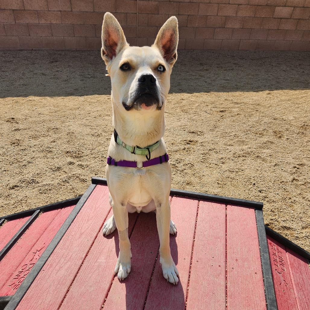 Cloud, Adoptable, Adult Male Pit Bull Terrier & Husky.
