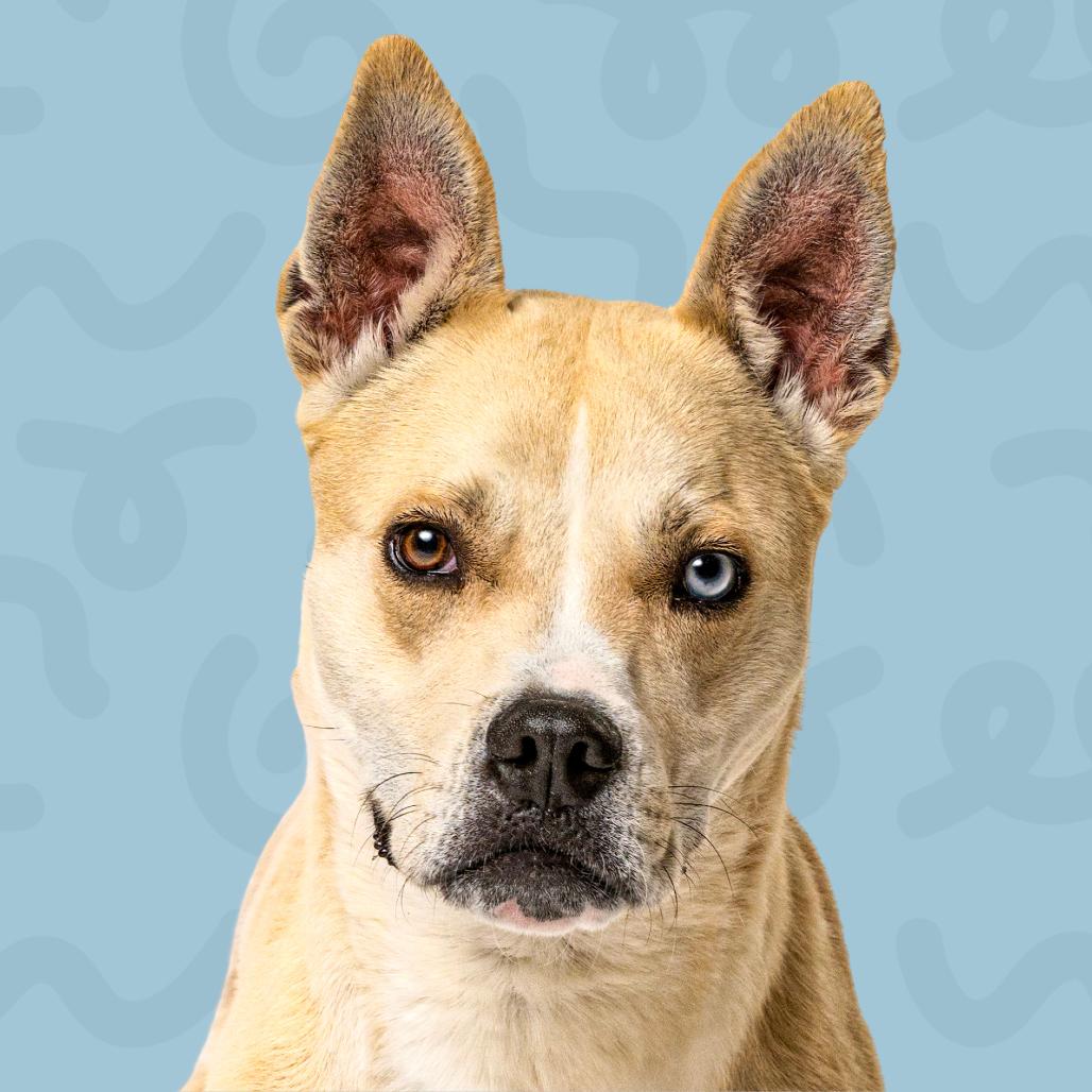 Cloud, Adoptable, Adult Male Pit Bull Terrier & Husky.