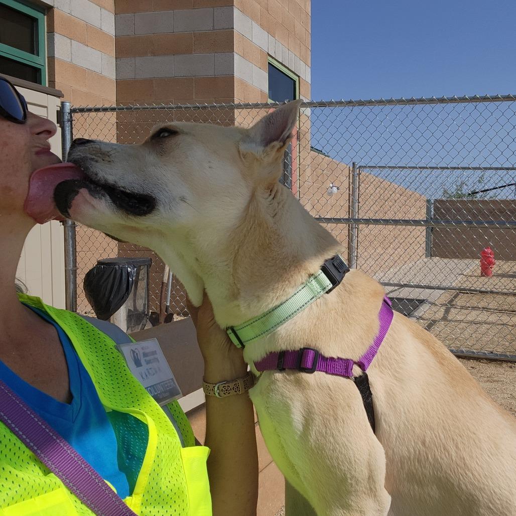 Cloud, a Adoptable mixed breed in Reno, NV image 3/6