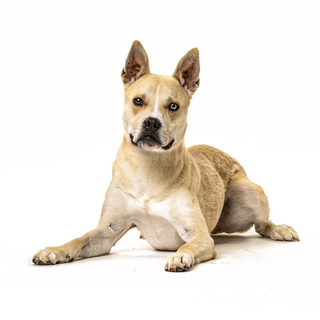 Cloud, a Adoptable mixed breed in Reno, NV image 4/6