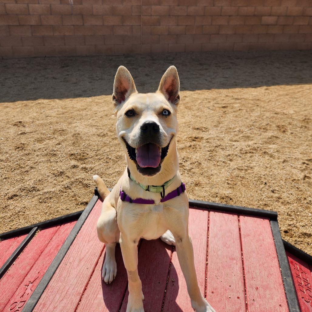 Cloud, a Adoptable mixed breed in Reno, NV image 5/6